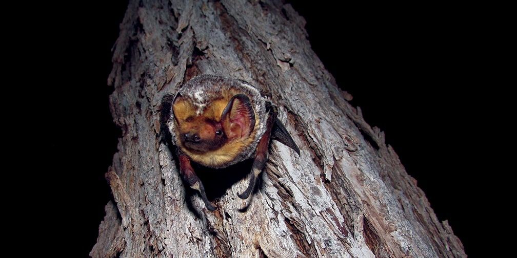 FORESTRY & LOGGING PARTICIPATION