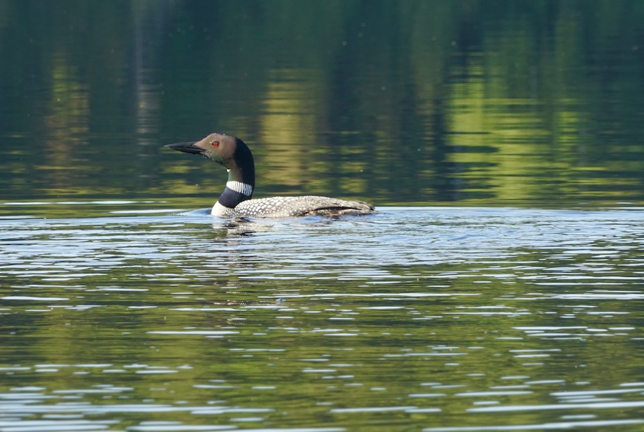 OUR LAKE, OUR PLAN, OUR FUTURE.